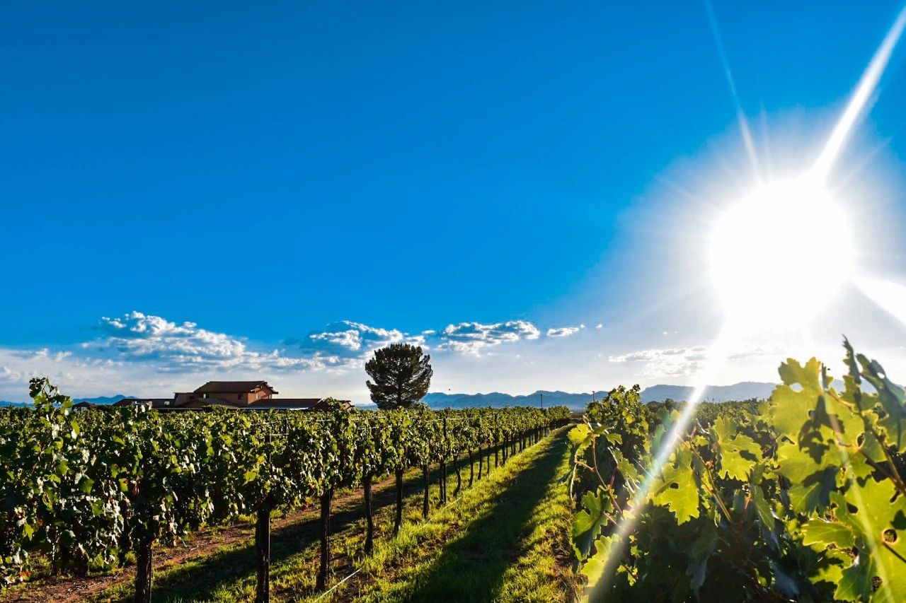 Coronado Vineyards Wine Tasting, Winery, Wine Tasting, Vineyards